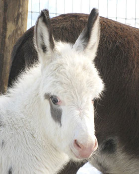 Critter Haven Farm Miniature Donkeys